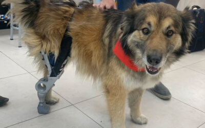 Ingeniería Biomédica entregó una prótesis canina al perrito Krixus