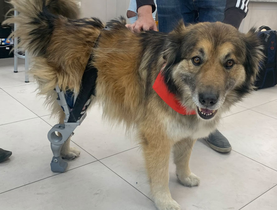 Ingeniería Biomédica entregó una prótesis canina al perrito Krixus