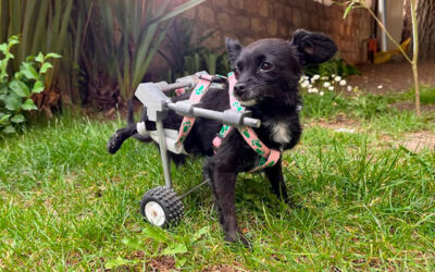 La carrera de Ingeniería Biomédica de la U.C.B. y la Sociedad Científica diseñaron una prótesis para una perrita rescatada.